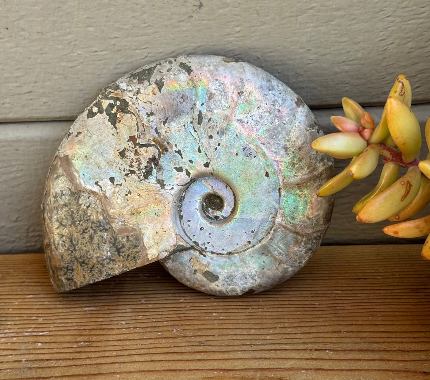 Ammonite Fossil – Ancient Spiral of Transformation