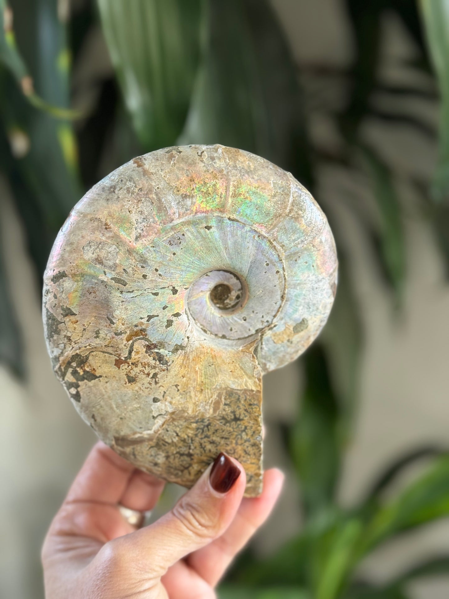 Ammonite Fossil – Ancient Spiral of Transformation