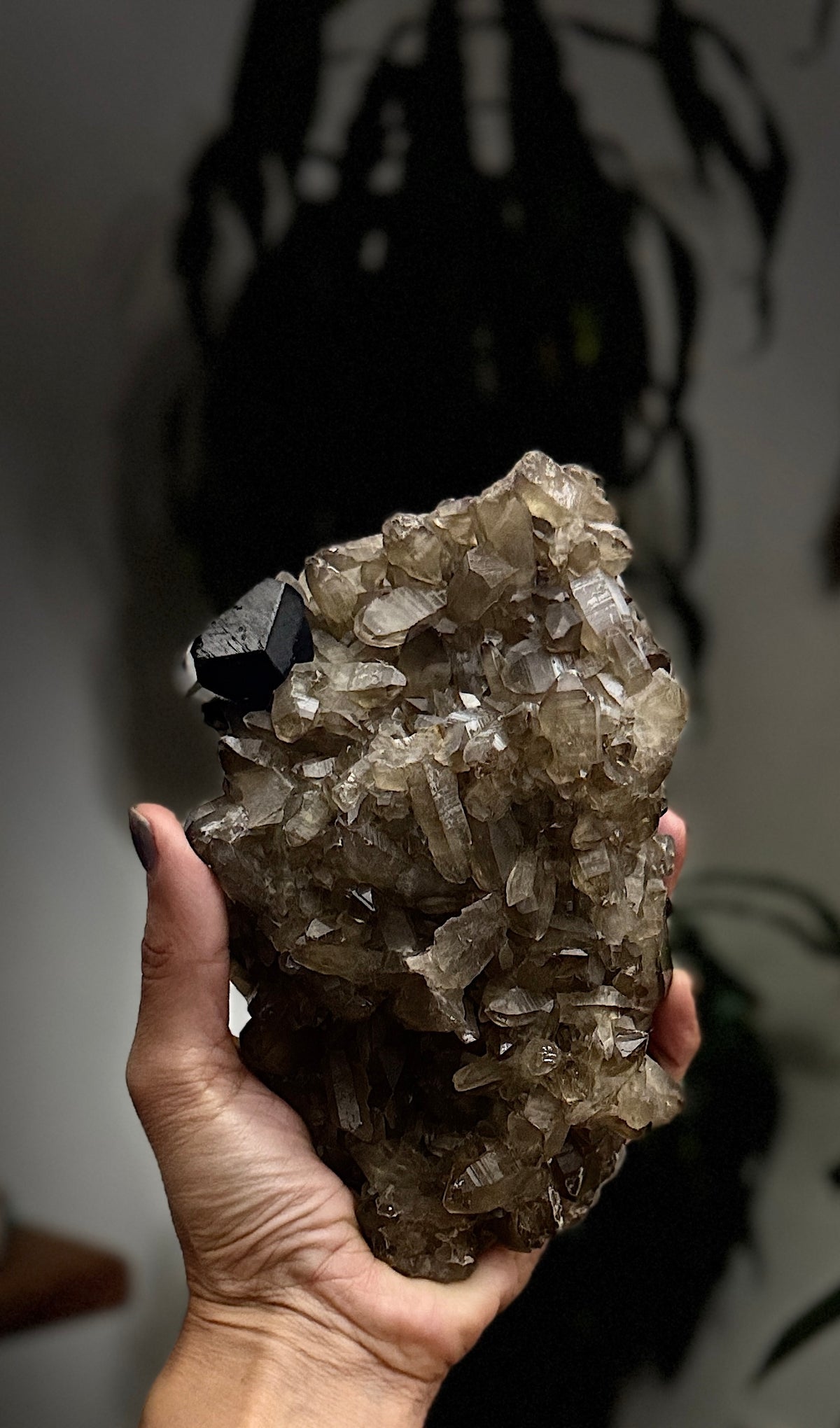 Very Rich Smoky Quartz & Black Tourmaline Cluster | Namibia