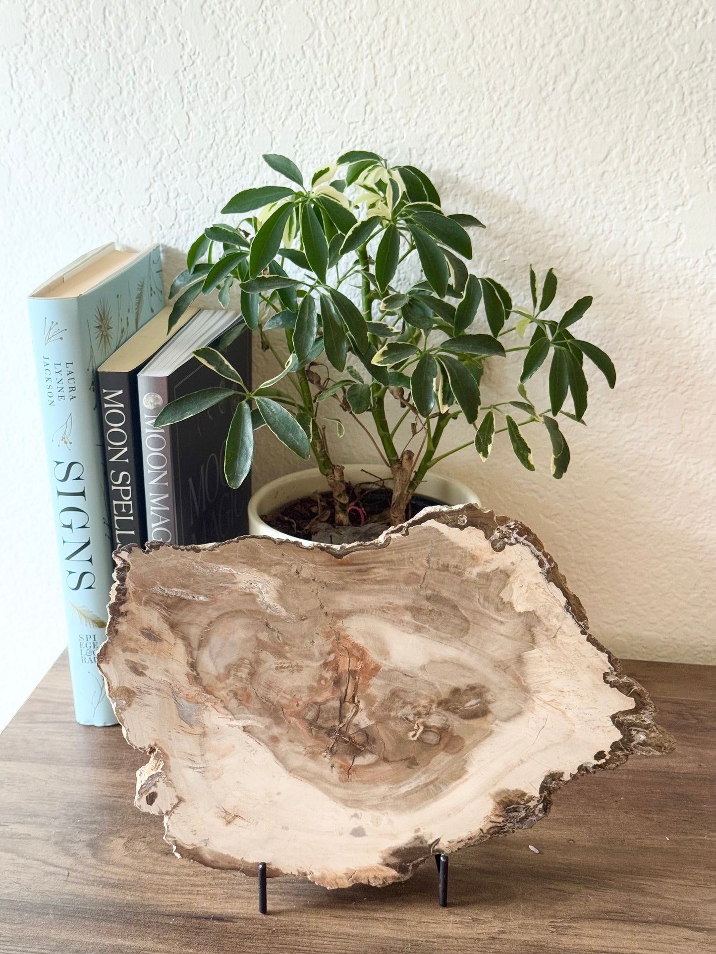 Petrified Wood Slice – Ancient Earth Wisdom