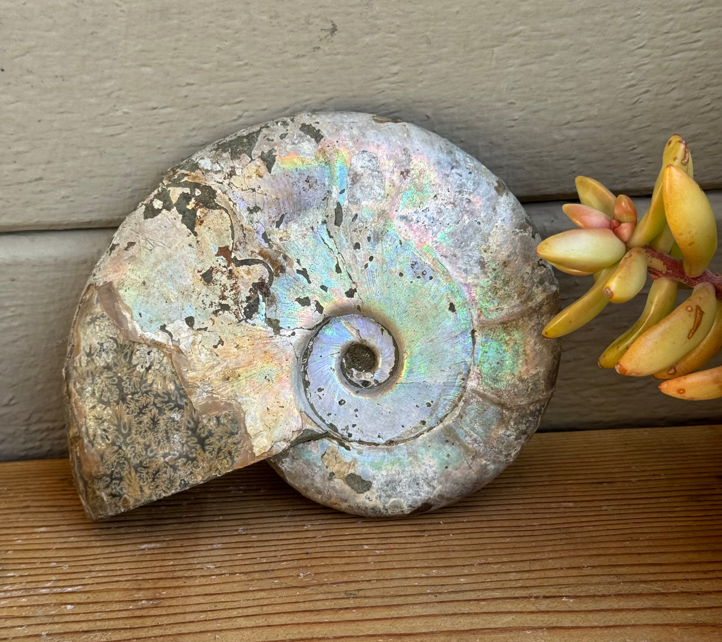 Ammonite Fossil – Ancient Spiral of Transformation
