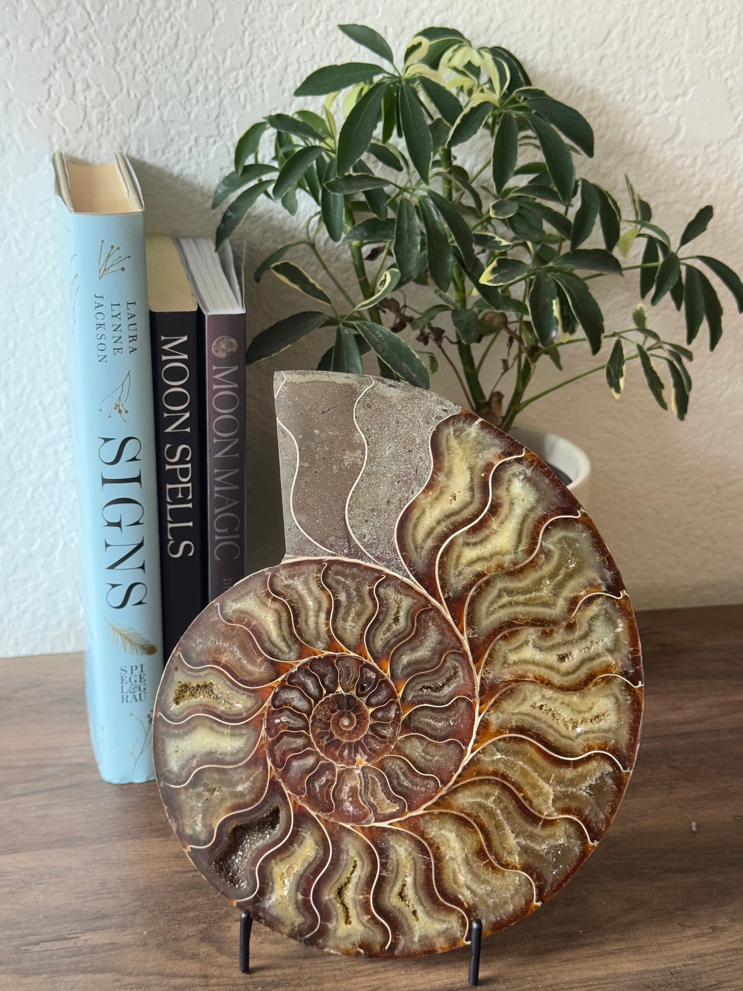 Natural Ammonite