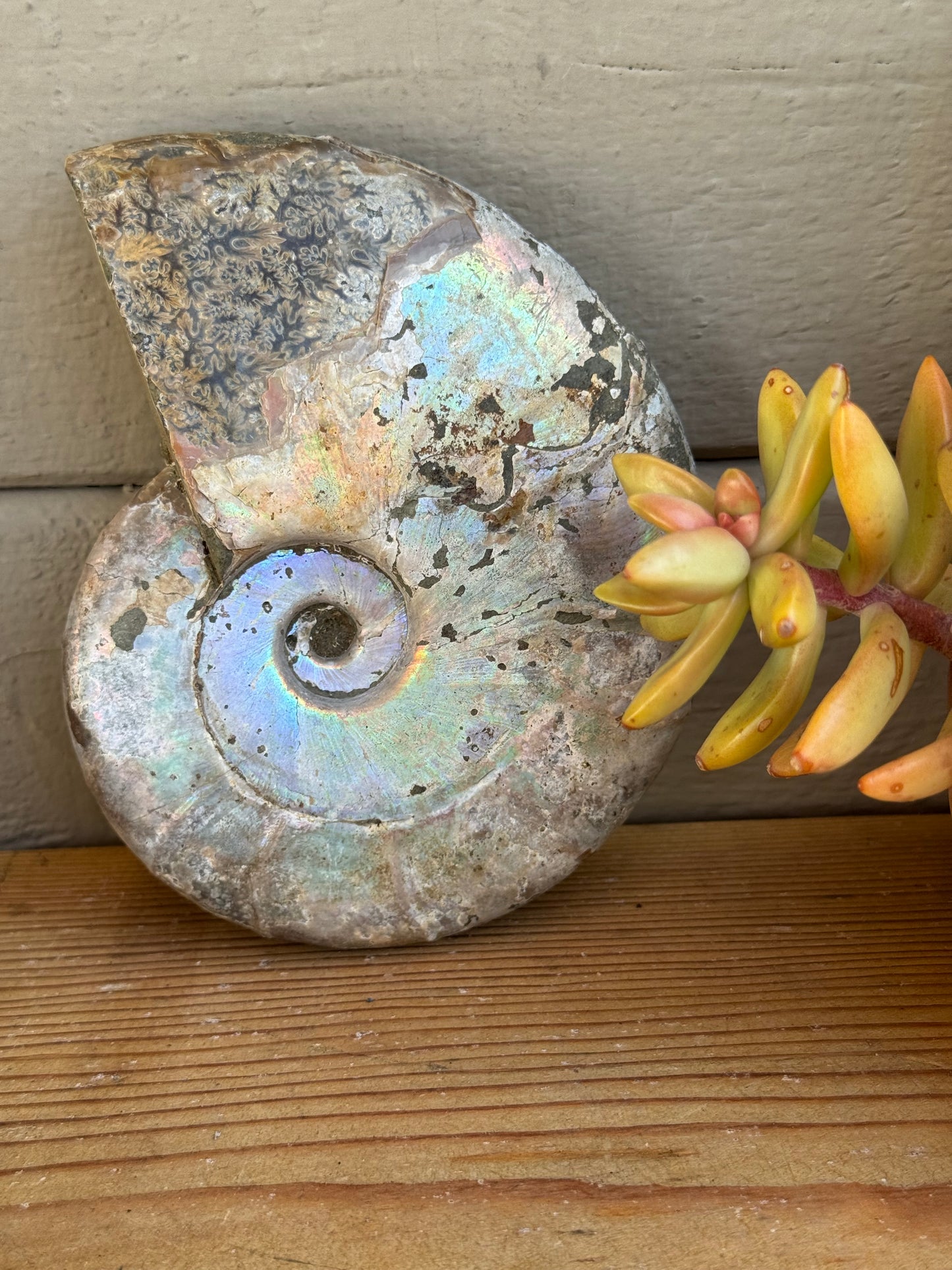 Ammonite Fossil – Ancient Spiral of Transformation