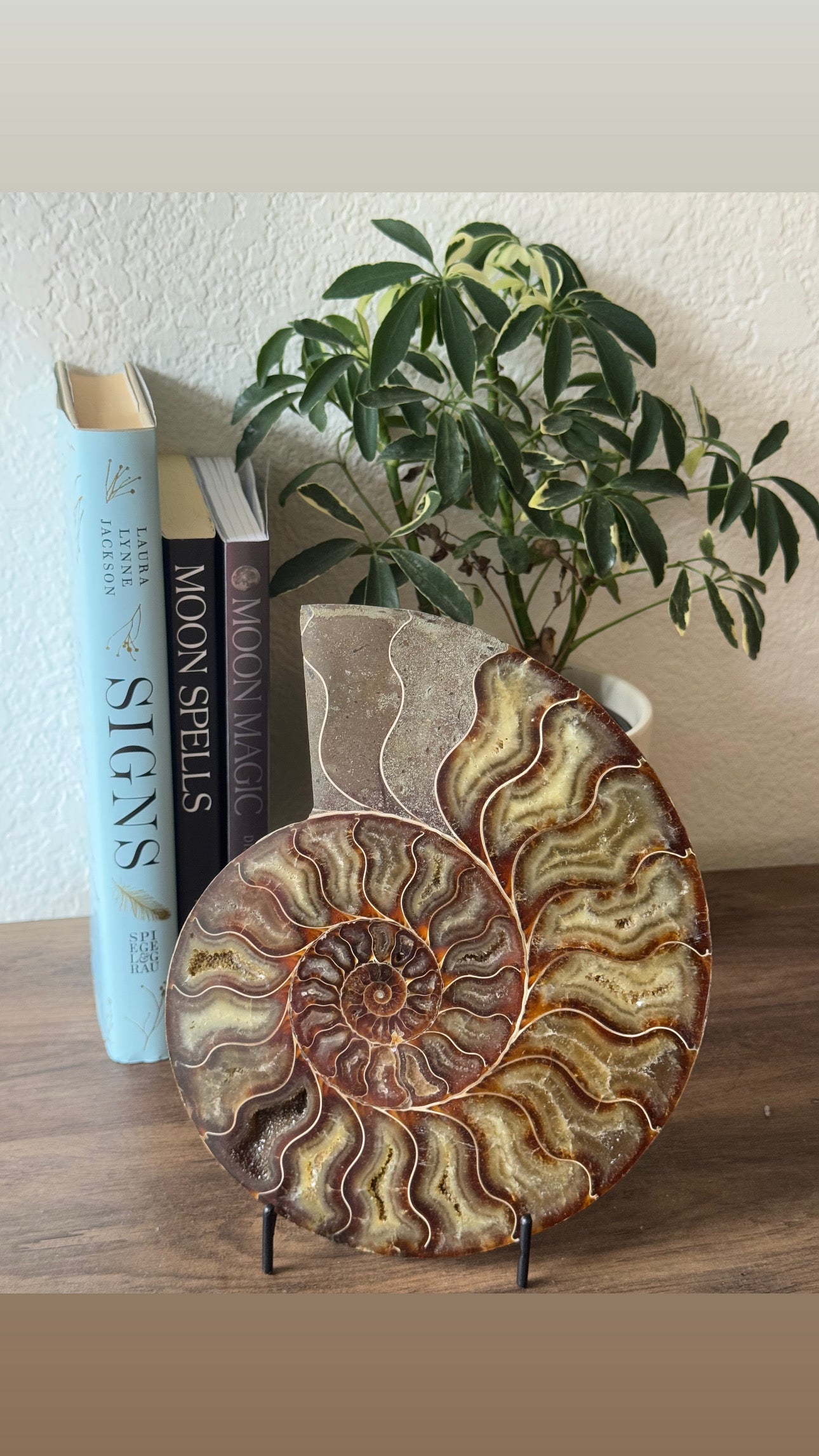 Natural Ammonite