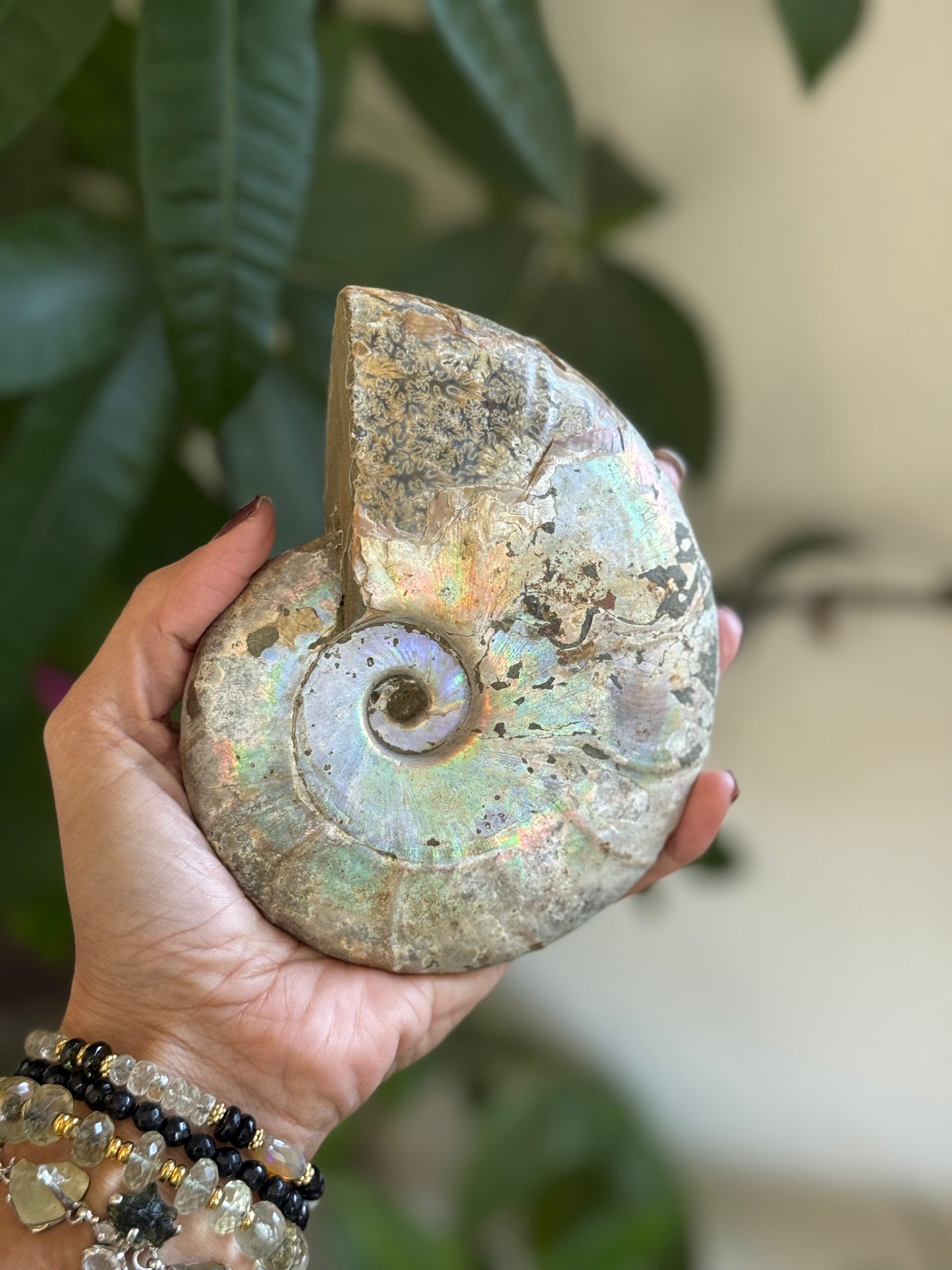 Ammonite Fossil – Ancient Spiral of Transformation