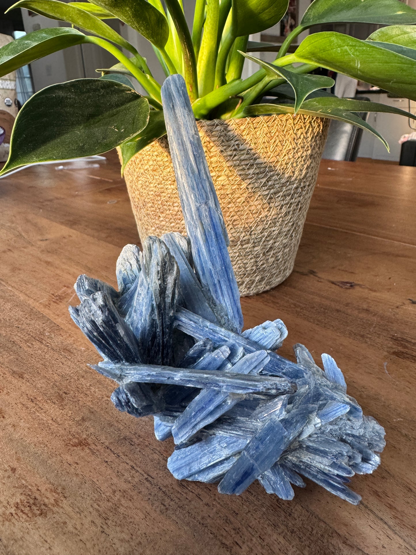 Kyanite cluster