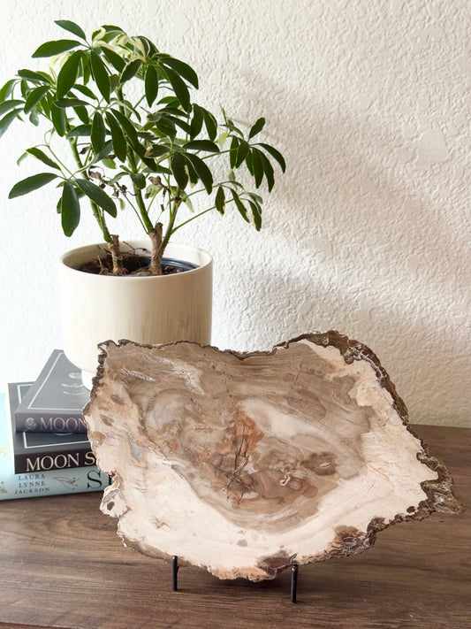 Petrified Wood Slice – Ancient Earth Wisdom