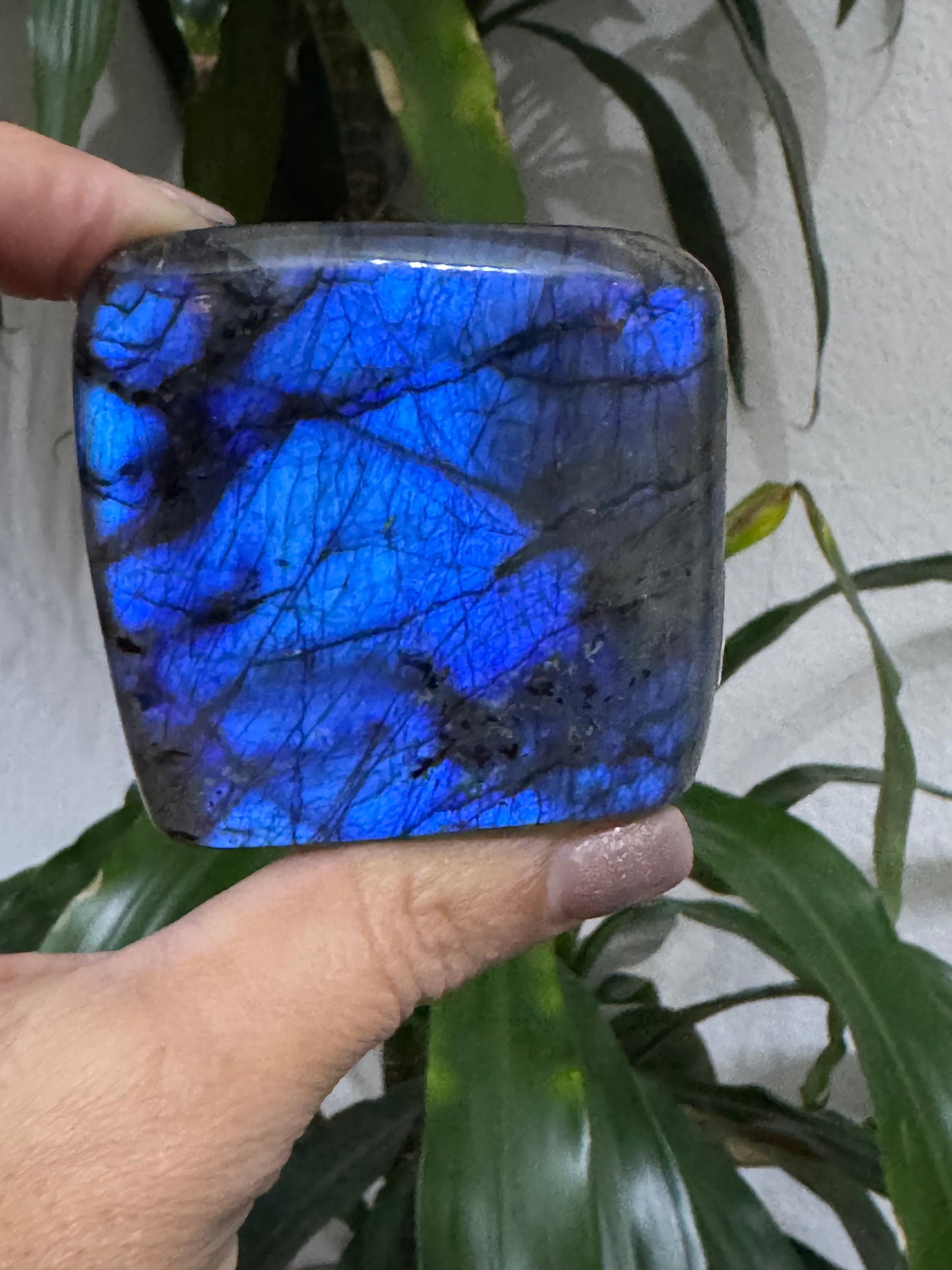 Free Form Labradorite