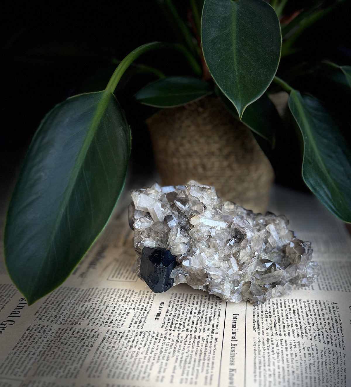Very Rich Smoky Quartz & Black Tourmaline Cluster | Namibia