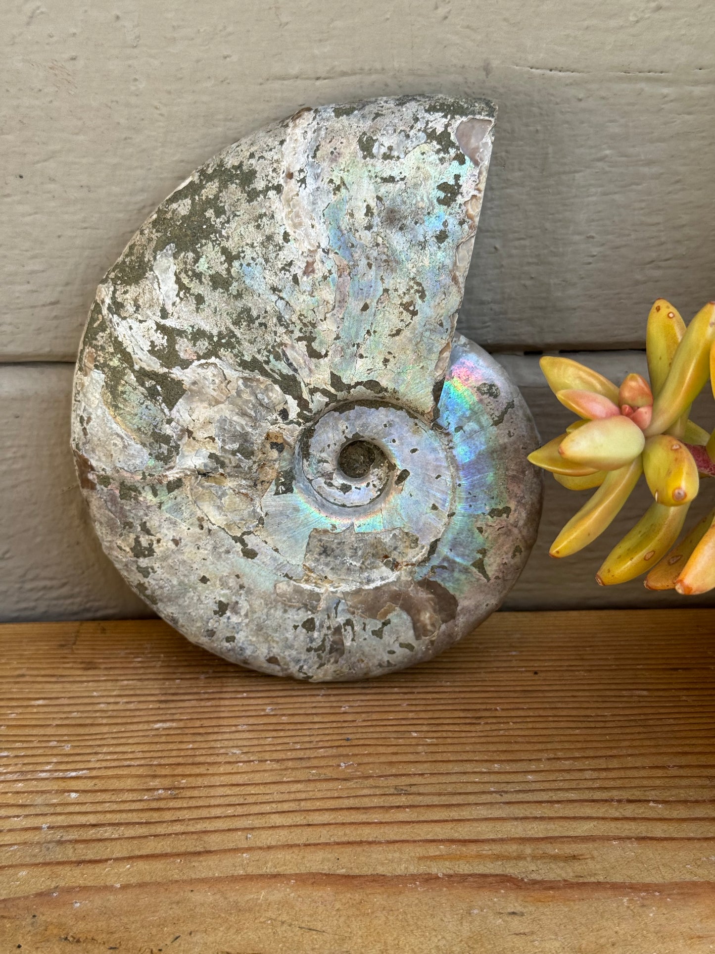 Ammonite Fossil – Ancient Spiral of Transformation