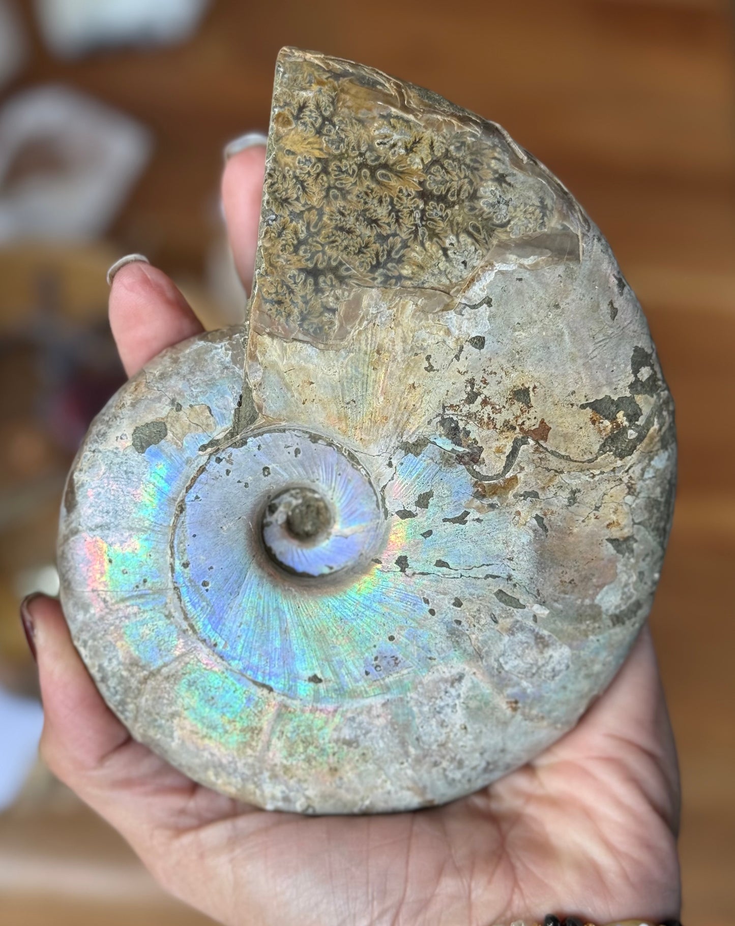 Ammonite Fossil – Ancient Spiral of Transformation